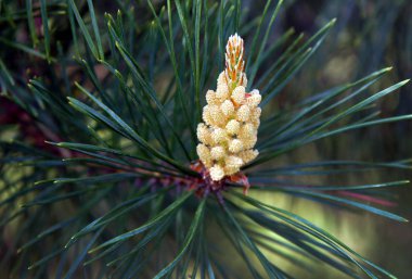 Genç yeşil sürgünler bahar çam 
