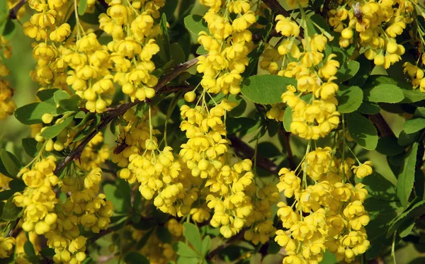 Mooie Verse Bladeren Bloemen Van Berberis Als Een Natuurlijke Achtergrond — Stockfoto