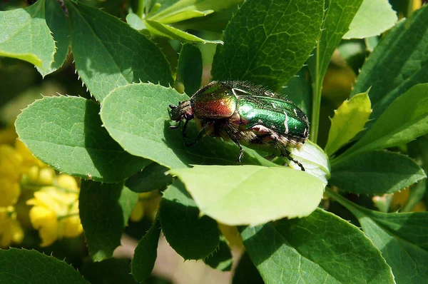 玫瑰金龟子或绿色玫瑰金龟子 Cetonia — 图库照片