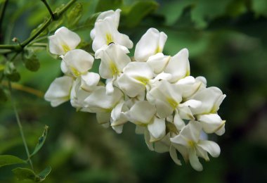 Çiçek ve yaprakları siyah locust Robinia pseudoacacia bahar