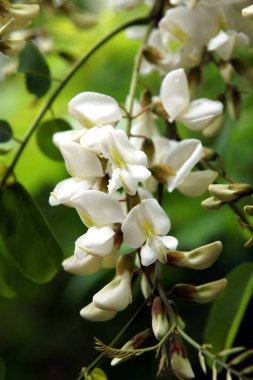 Siyah locust Robinia pseudoacacia bahar çiçekleri su damlaları