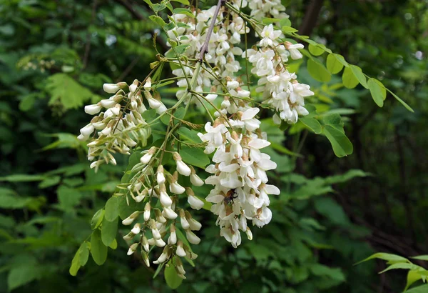 Flores Hojas Langosta Negra Robinia Pseudoacacia Primavera —  Fotos de Stock