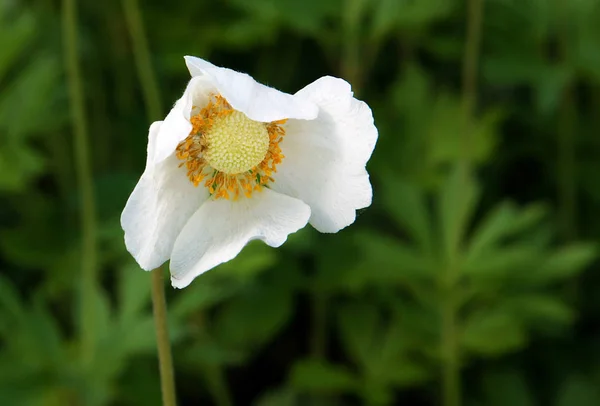 Beautiful gentle flowers of snowdrop anemone (Anemone sylvestris) in the spring