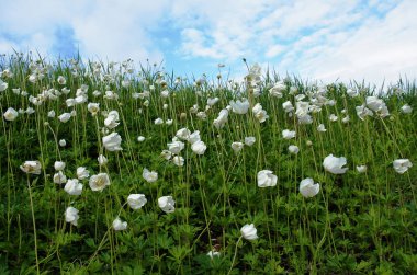 Kardelen anemone (Anemone sylvestris) bahar güzel yumuşak çiçek
