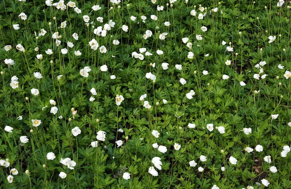 Beautiful gentle flowers of snowdrop anemone (Anemone sylvestris) in the spring