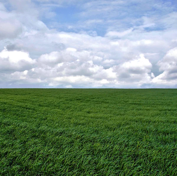 Campo Trigo Cebada Centeno Principios Primavera Bajo Hermoso Cielo —  Fotos de Stock