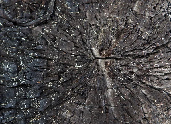 Текстура Старого Пенька Пошкодженого Вогнем Місці Лісового Пожежі — стокове фото