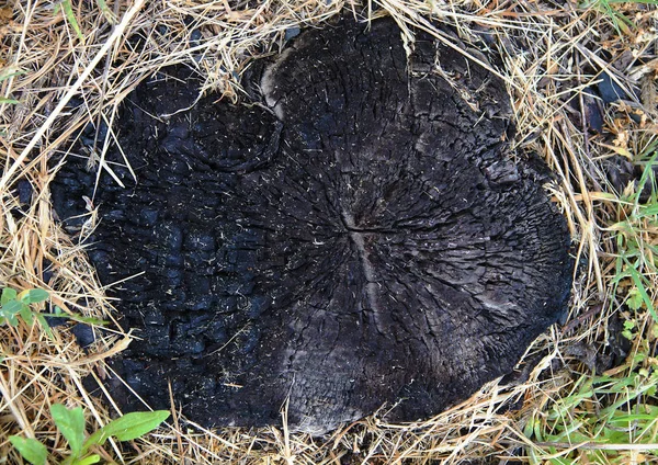 Texture Vieux Moignon Endommagé Par Incendie Sur Site Feu Forêt — Photo