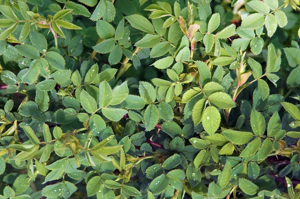 Frische Rosenblätter Frühling Als Natürliche Textur Und Hintergrund — Stockfoto