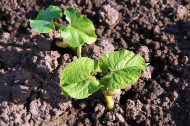 Fasulye yatakta baharında genç lahanası