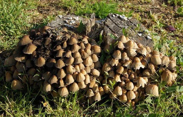 Mushrooms Inocybe Asterospora Grow Old Stumps Destroy Them — Stock Photo, Image