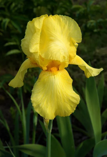 春の庭で成長している髭アイリスの花 — ストック写真