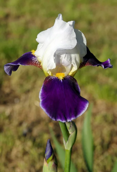 Flor Uma Íris Barbuda Crescendo Jardim Primavera — Fotografia de Stock