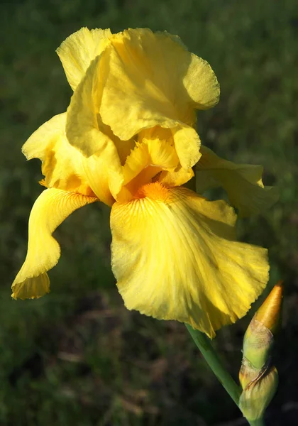 春の庭で成長している髭アイリスの花 — ストック写真