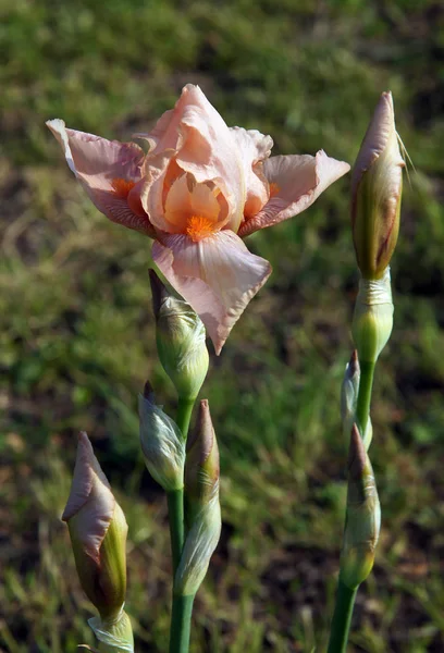 Die Blume Einer Bärtigen Iris Die Einem Frühlingsgarten Wächst — Stockfoto