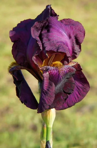 Die Blume Einer Bärtigen Iris Die Einem Frühlingsgarten Wächst — Stockfoto