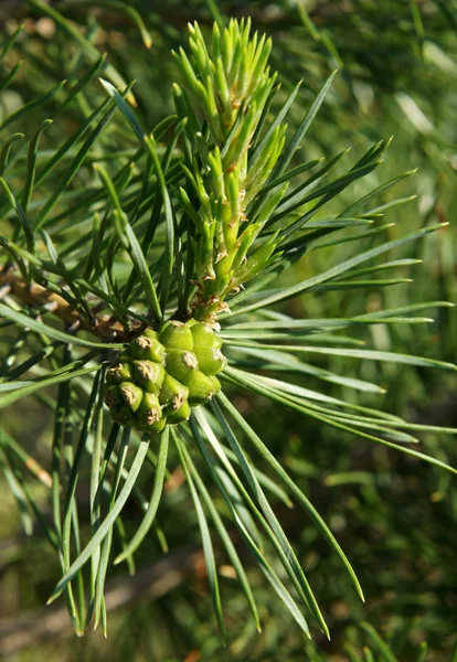 Branche Pin Jeune Cône Printemps — Photo