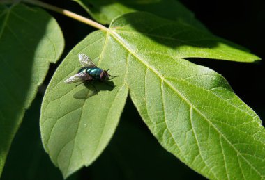 Anında bir ağaç yaprağına oturur. Fotoğraf alan sığ derinliği olan