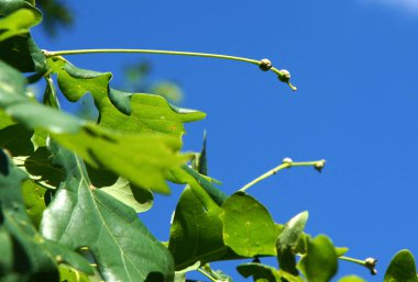Yumurtalıkların veya genç meşe palamutları meşe bahar. İle fotoğraf bir