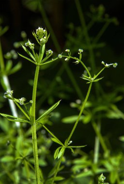 Cleavers (Galium aparine) geleneksel tıpta tedavisi için kullanılmıştır