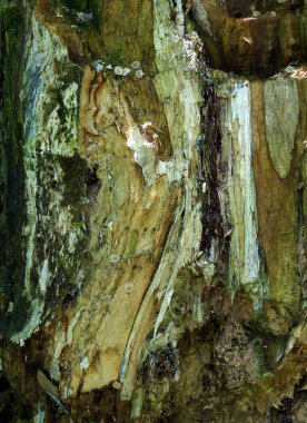 Çürümüş bir kütüğün yüzeyindeki güzel soyut resimler.