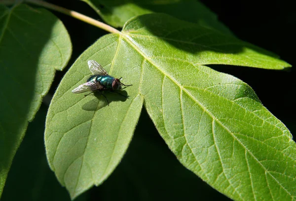 Fly Sedí List Stromu Fotografie Malou Hloubkou Ostrosti — Stock fotografie