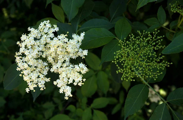 Весной Свежее Соцветие Бузины Sambucus Nigra — стоковое фото