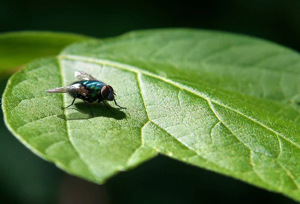 Fly Sedí List Stromu Fotografie Malou Hloubkou Ostrosti — Stock fotografie