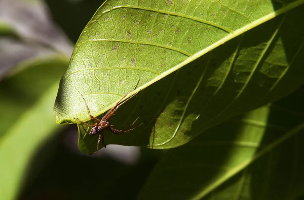 Eine Kleine Spinne Mit Langen Beinen Sitzt Auf Einem Grünen — Stockfoto