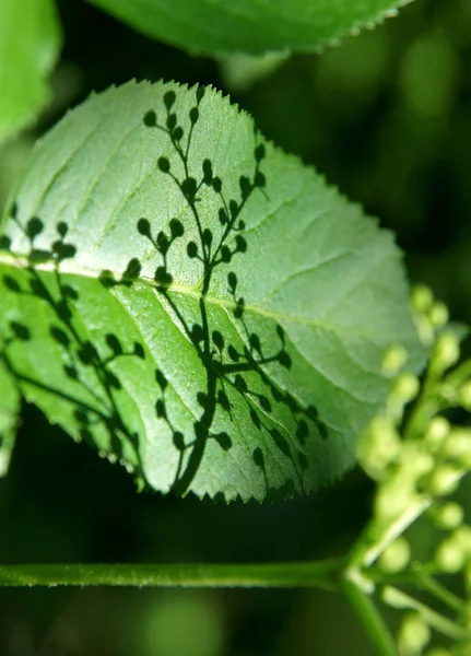 The game of light and shade on fresh leaves of elderberry in the spring