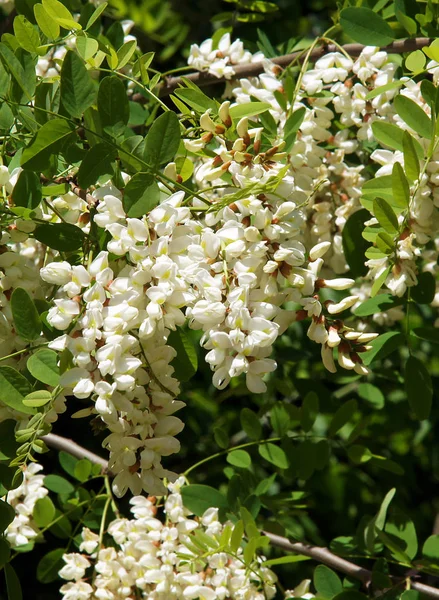 Весной Цветут Цветы Саранчи Robinia Pseudoacacacia — стоковое фото