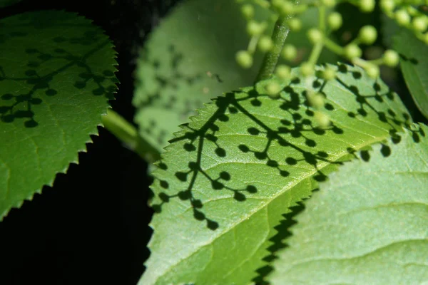 The game of light and shade on fresh leaves of elderberry in the spring