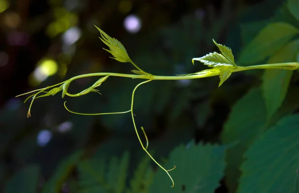 Lockigt Vinstockar Spira Parthenocissus Quinquefolia Söker Stöd För Ytterligare Växande — Stockfoto
