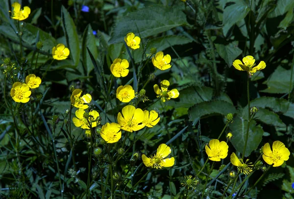 Луг Buttercup Ranunculus Acris Вид Квіткова Рослина Родини Жовтецеві — стокове фото