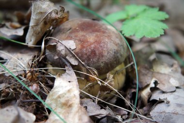 Penny buns (Boletus Mantarı) doğal ortamda genç yenilebilir mantar. İle fotoğraf bir