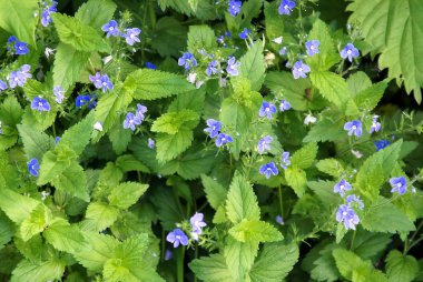 Germander speedwell (Veronica otu güzel mavi çiçekler ile doğal arka plan)