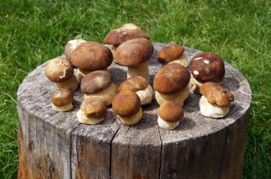 Genç organları yenilebilir mantar Penny buns (Boletus Mantarı meyve)