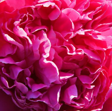 Paeonia suffruticosa çiçek doğal arka plan olarak güzel doku