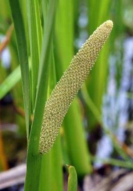 Inflorescence of sweet flag (Acorus calamus) in early summer clipart