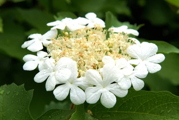 Gocce Acqua Sulle Giovani Infiorescenze Guelder Rose Viburnum Opulus All — Foto Stock