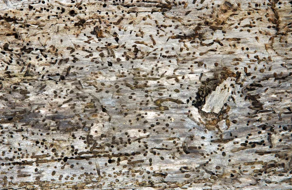 木食い虫穴とビートルズによって作成された穴を古いログ Anobium — ストック写真