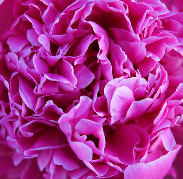 Schöne Textur Der Paeonia Suffruticosa Blume Als Natürlicher Hintergrund — Stockfoto