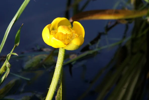 Amarelo Flor Nuphar Lutea Água Lírio Brandy Garrafa Vaca Lírio — Fotografia de Stock