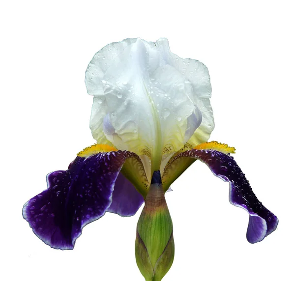 Die Blüten Einer Bärtigen Iris Isoliert Auf Weißem Hintergrund — Stockfoto