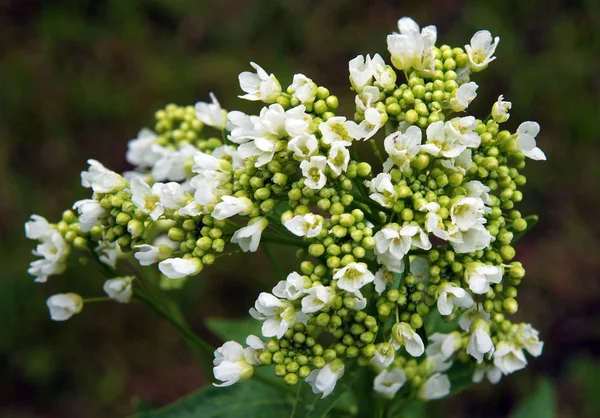 Bloemen Van Mierikswortel Armoracia Rusticana Syn Cochlearia Armoracia Het Voorjaar — Stockfoto