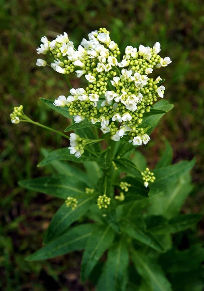 Bloemen Van Mierikswortel Armoracia Rusticana Syn Cochlearia Armoracia Het Voorjaar — Stockfoto