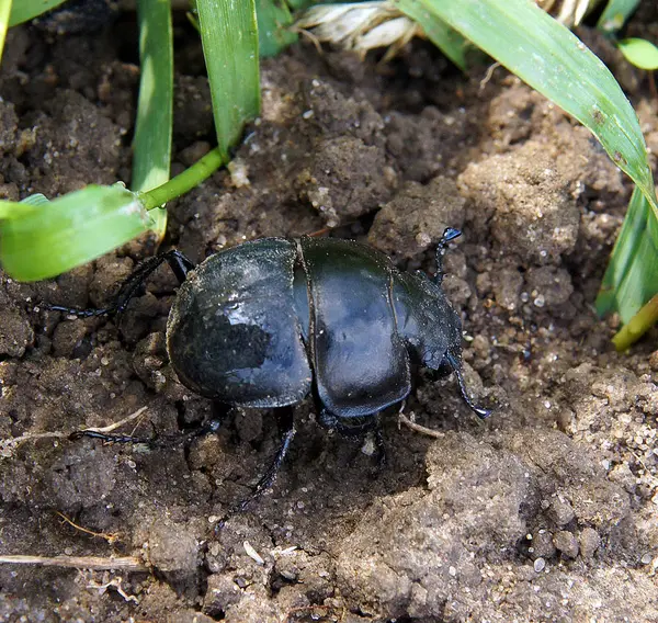 Adult Male Lethrus Apterus Beetle Its Natural Environment — Stock Photo, Image