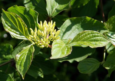 Unblown çiçek ve bırakır Cornus, sericea eşanlamlı C. stolonifera Swida sericea bahar günü içinde