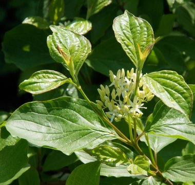 Çiçekli enfeksiyonlar ve Cornus sericea syn yaprakları. C. stolonifera Swida sericea ilkbahar günü