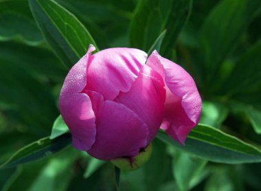 Güzel paeonia suffruticosa çiçek tomurcuk bahçe içinde